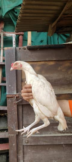 aseel Heera female