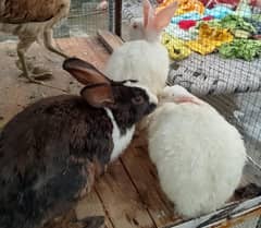 Hens  Male & Female  & Rabbit Male Female