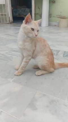Persian