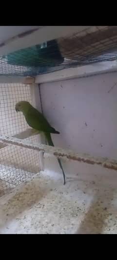 Pair Talking parrot