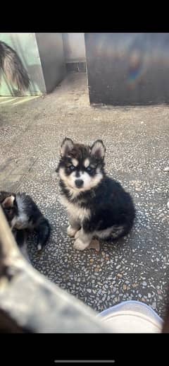 Siberian