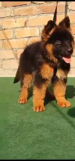 German Shepherd Pair For Sale / GSD / Long Coatl WhatsApp 03039977248