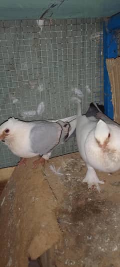 breeder pair for sale