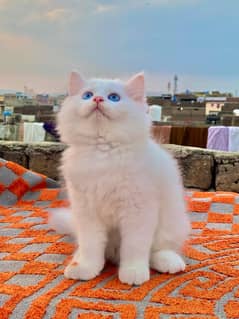 Cute Persian Kittens Pair Blue Eyes
