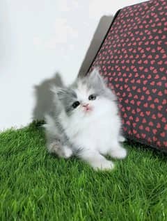 Persian