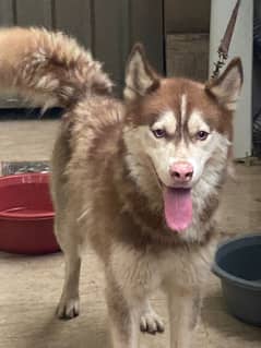 Beautiful Male Siberian Husky – 2 Years Old – Fully Vaccinated & Famil