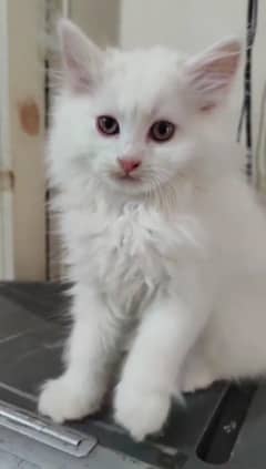 persion male 3 Month old