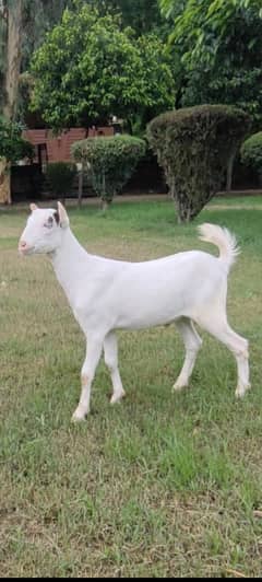 gulabi