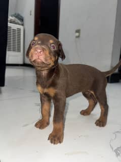 American Doberman | Pair Available | Brown color & Black