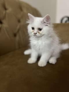 punch face, triple coat