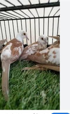 red pied dove