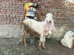 Pure male kajla jori for sale Qurbani 2k26