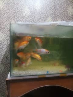 Fishes