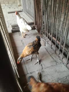 Desi hens pairs five pieces for sale