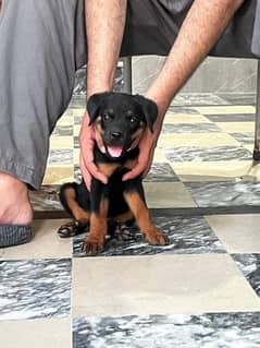 Rottweiler