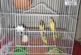 love birds 400 per Bird