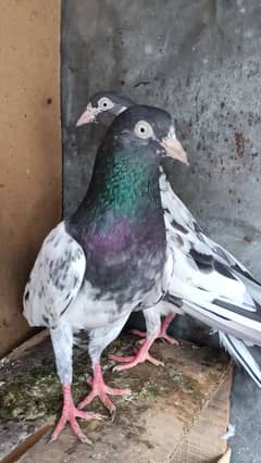 bredr pair for sale . . .