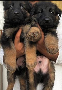 long cote German shepherd puppies