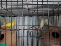 budgies 2 pair with cage