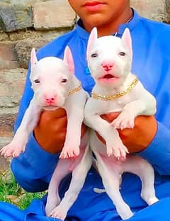 Pevar kohati gultair Jodi  for sele available