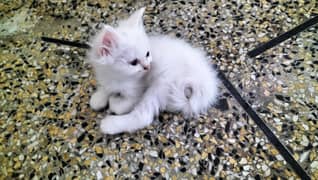 Persian kittens