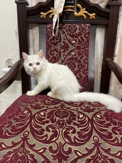 Cute Pet Cat (Whatsapp 03054847067)