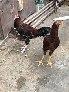 5 misri male for sell