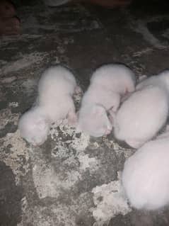 cat baby for sale