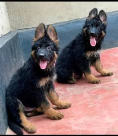 German shepherd long coat puppy