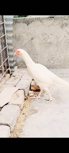 Heera