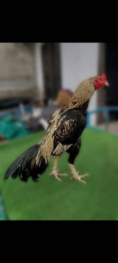 Heera