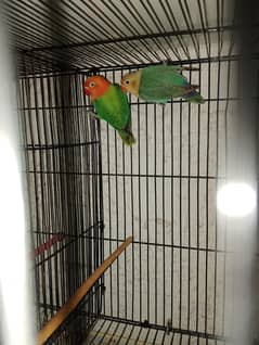 birds