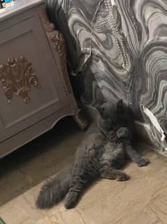 long coated Persian male cat for sale in karachi