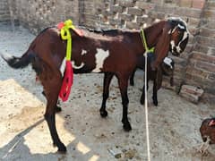 Nagri