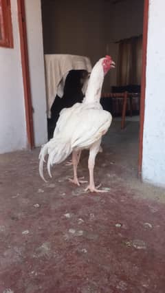 Heera