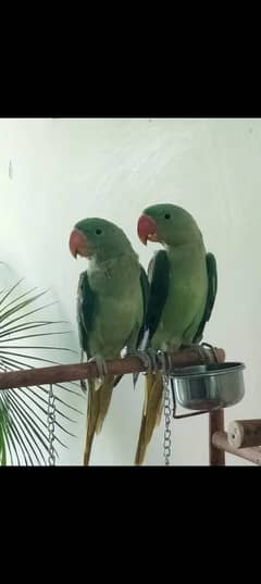 raw parrot