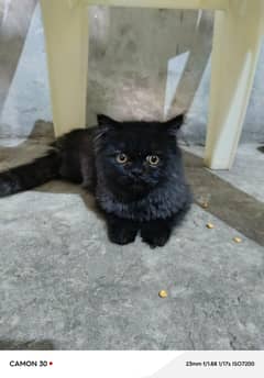 cats 1