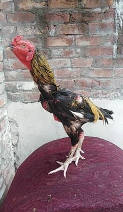 Aseel