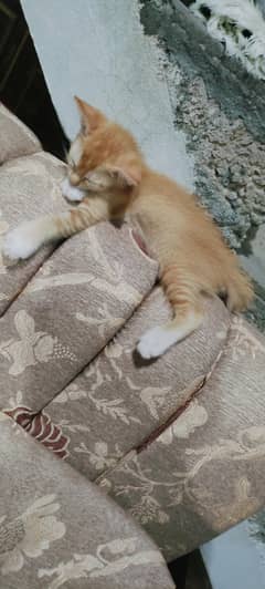 2 kittens for adoptions