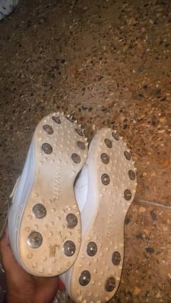 Cricket Spikes