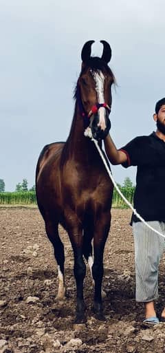 horse/black/ghori/mix/for sale