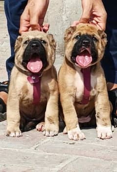 Pradesh Kangal dog pair 2 month for sale cargo available