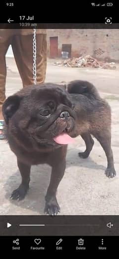 pug dog
