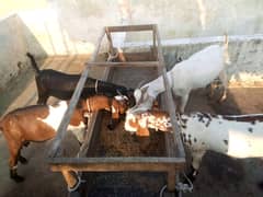 Bakra