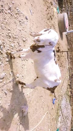white and brown goats bakri