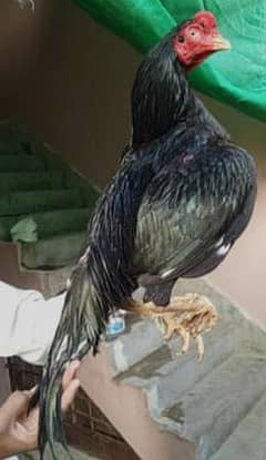 ASEEL mushka chicks. 1 chick mushka he or. 1 murgi he pair he.