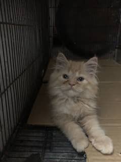 Pure persian punch face