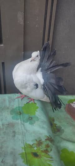 lucky breader male black tail