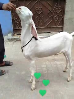 rajanpuri