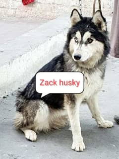 dogs name Zack a Siberian husky . . .
